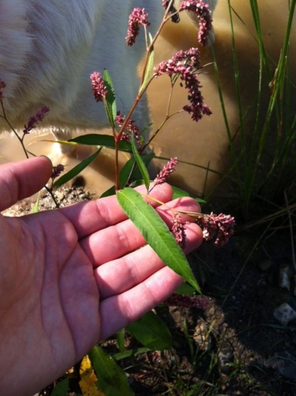 Persicaria sp.